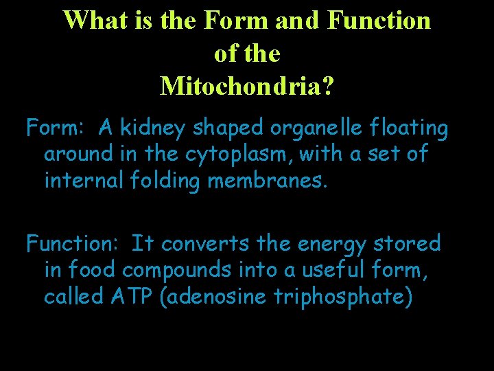 What is the Form and Function of the Mitochondria? Form: A kidney shaped organelle