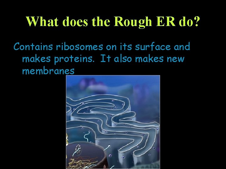 What does the Rough ER do? Contains ribosomes on its surface and makes proteins.