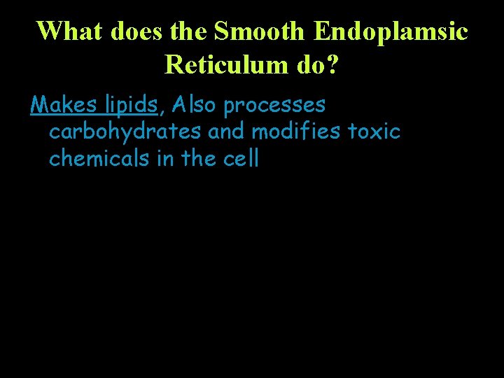 What does the Smooth Endoplamsic Reticulum do? Makes lipids, Also processes carbohydrates and modifies