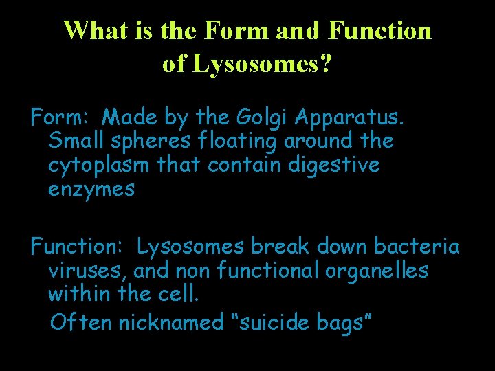 What is the Form and Function of Lysosomes? Form: Made by the Golgi Apparatus.