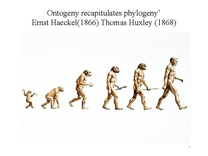 Ontogeny recapitulates phylogeny’ Ernst Haeckel(1866) Thomas Huxley (1868) 3 