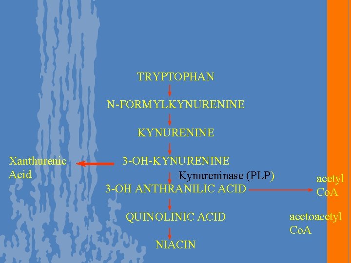 TRYPTOPHAN N-FORMYLKYNURENINE Xanthurenic Acid 3 -OH-KYNURENINE Kynureninase (PLP) 3 -OH ANTHRANILIC ACID QUINOLINIC ACID