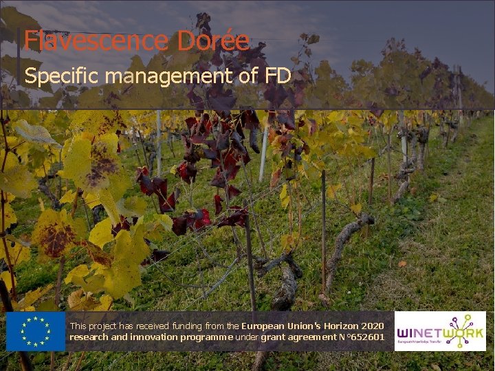 Flavescence Dorée Specific management of FD This project has received funding from the European