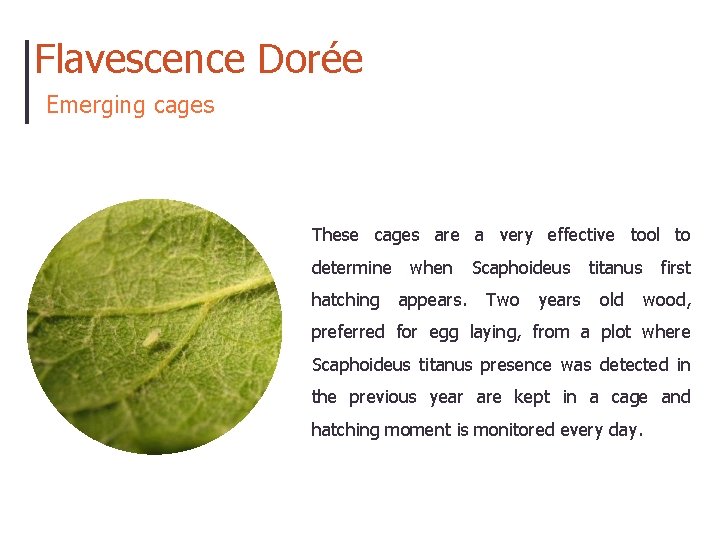 Flavescence Dorée Emerging cages These cages are a very effective tool to determine hatching