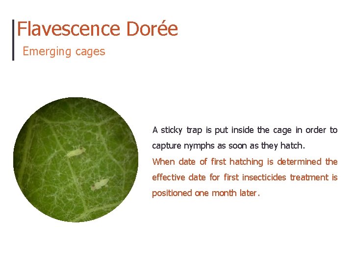 Flavescence Dorée Emerging cages A sticky trap is put inside the cage in order