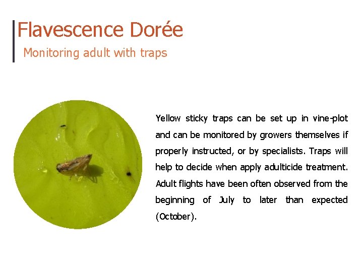 Flavescence Dorée Monitoring adult with traps Yellow sticky traps can be set up in