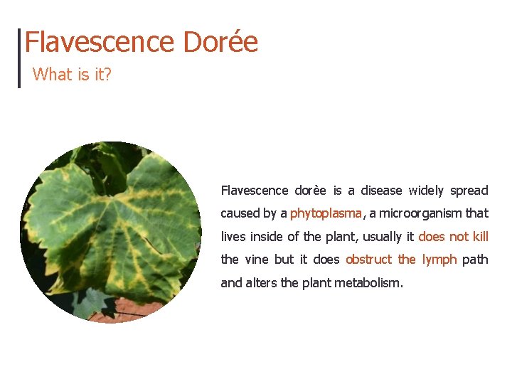 Flavescence Dorée What is it? Flavescence dorèe is a disease widely spread caused by