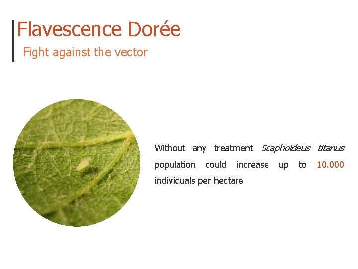 Flavescence Dorée Fight against the vector Without any treatment Scaphoideus titanus population could increase