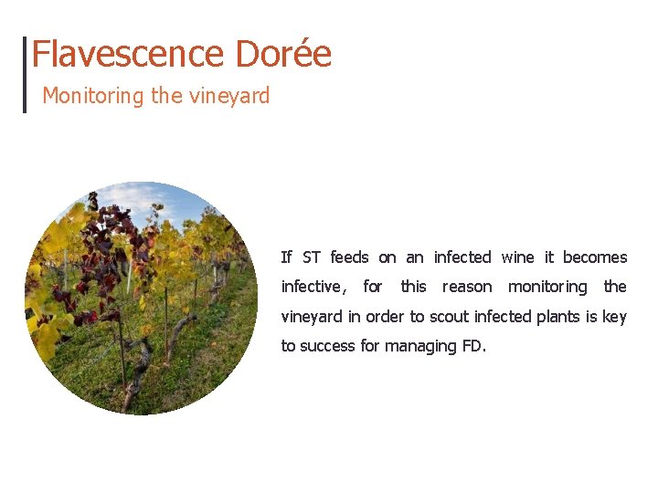 Flavescence Dorée Monitoring the vineyard If ST feeds on an infected wine it becomes