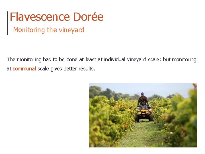 Flavescence Dorée Monitoring the vineyard The monitoring has to be done at least at