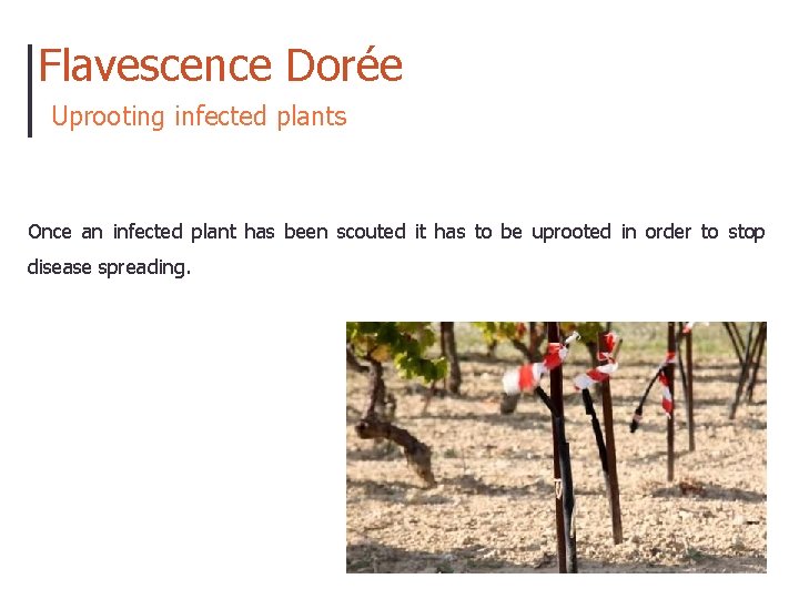 Flavescence Dorée Uprooting infected plants Once an infected plant has been scouted it has