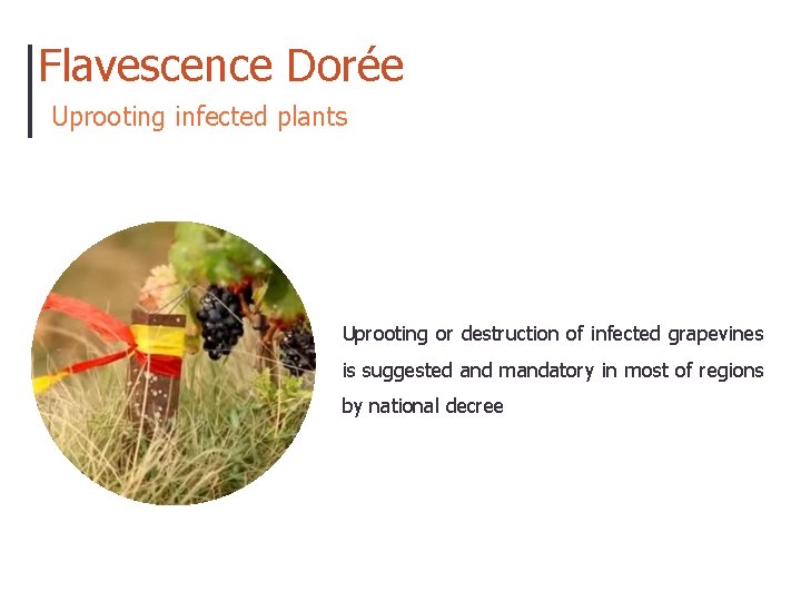Flavescence Dorée Uprooting infected plants Uprooting or destruction of infected grapevines is suggested and
