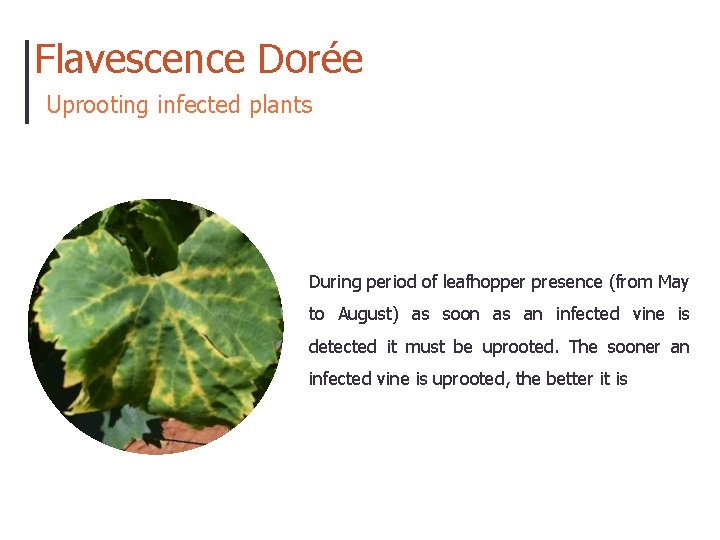 Flavescence Dorée Uprooting infected plants During period of leafhopper presence (from May to August)