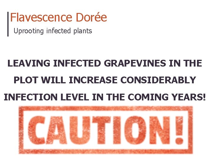 Flavescence Dorée Uprooting infected plants LEAVING INFECTED GRAPEVINES IN THE PLOT WILL INCREASE CONSIDERABLY