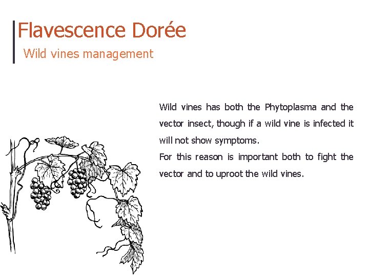 Flavescence Dorée Wild vines management Wild vines has both the Phytoplasma and the vector