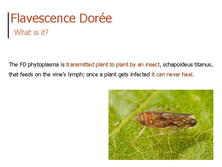 Flavescence Dorée What is it? The FD phytoplasma is transmitted plant to plant by