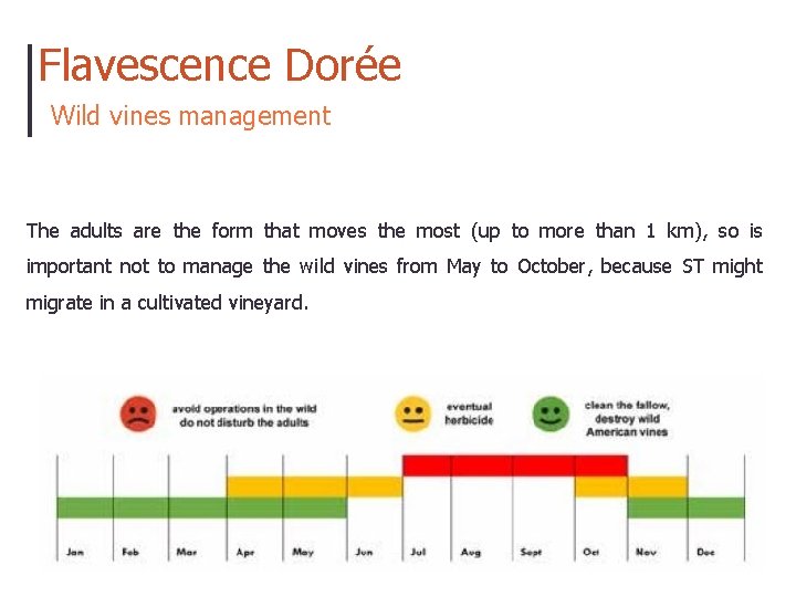 Flavescence Dorée Wild vines management The adults are the form that moves the most