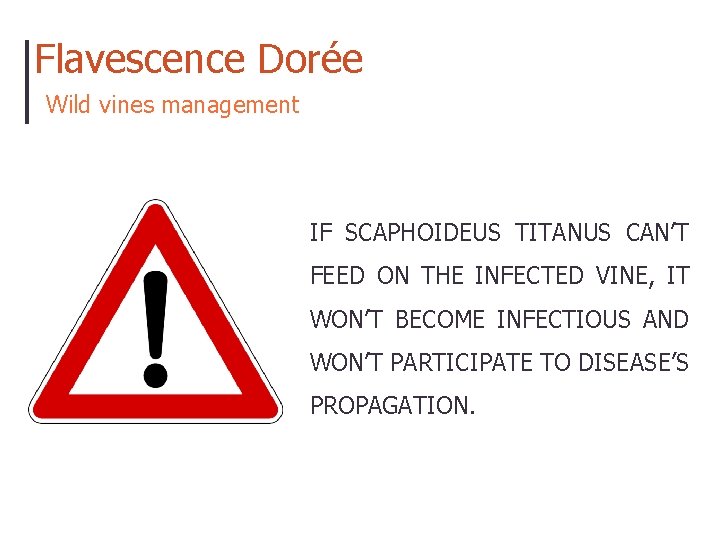 Flavescence Dorée Wild vines management IF SCAPHOIDEUS TITANUS CAN’T FEED ON THE INFECTED VINE,