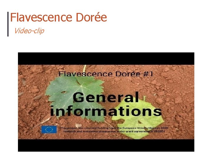 Flavescence Dorée Video-clip 