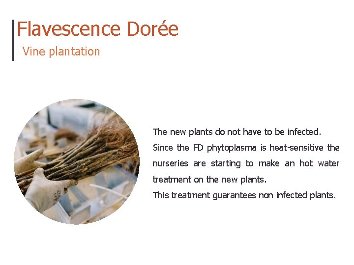 Flavescence Dorée Vine plantation The new plants do not have to be infected. Since