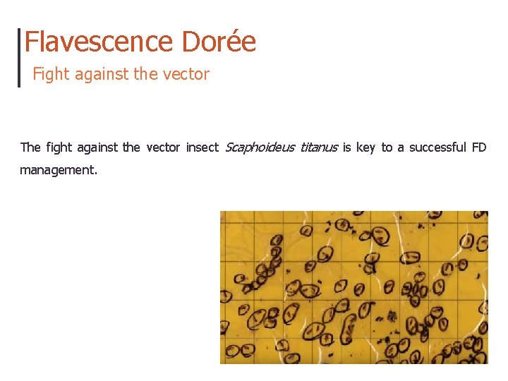 Flavescence Dorée Fight against the vector The fight against the vector insect Scaphoideus titanus