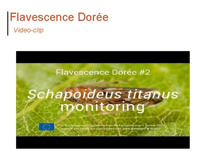 Flavescence Dorée Video-clip 