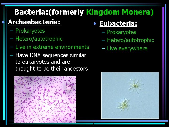 Bacteria: (formerly Kingdom Monera) • Archaebacteria: – – Prokaryotes Hetero/autotrophic Live in extreme environments