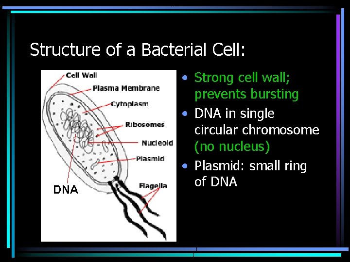 Structure of a Bacterial Cell: DNA • Strong cell wall; prevents bursting • DNA