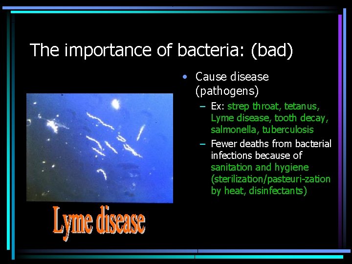 The importance of bacteria: (bad) • Cause disease (pathogens) – Ex: strep throat, tetanus,