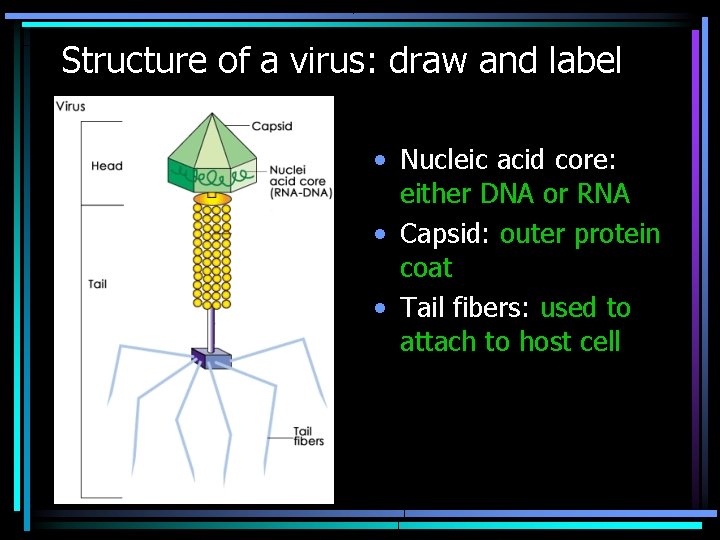 Structure of a virus: draw and label • Nucleic acid core: either DNA or