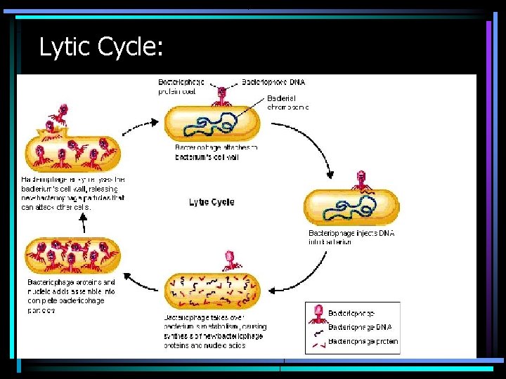 Lytic Cycle: 