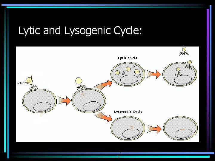 Lytic and Lysogenic Cycle: 