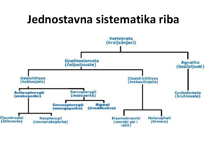 Zrakoperke Ribe Sistematika riba Zanimanje veterinarski tehniar III razred predava