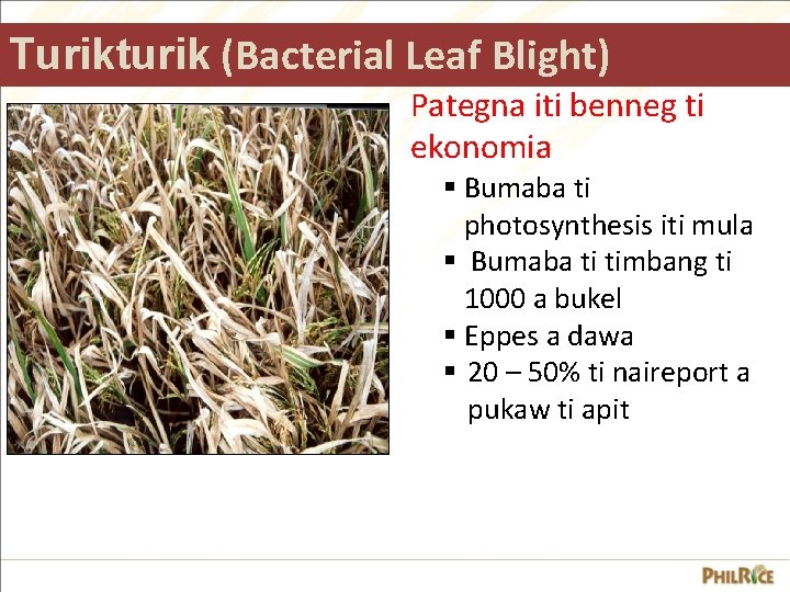 Turikturik (Bacterial Leaf Blight) Pategna iti benneg ti ekonomia § Bumaba ti photosynthesis iti