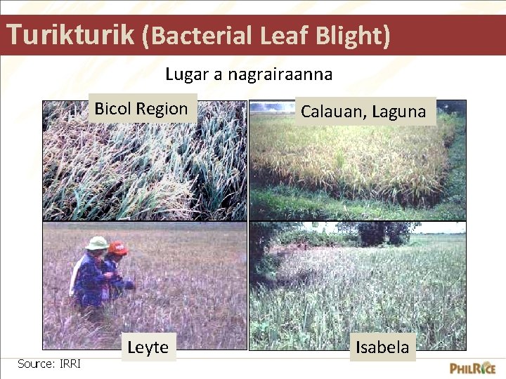 Turikturik (Bacterial Leaf Blight) Lugar a nagrairaanna Bicol Region Source: IRRI Leyte Calauan, Laguna