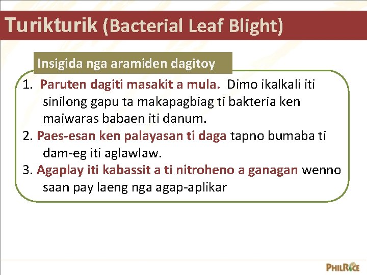 Turikturik (Bacterial Leaf Blight) Insigida nga aramiden dagitoy 1. Paruten dagiti masakit a mula.