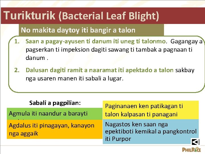 Turikturik (Bacterial Leaf Blight) No makita daytoy iti bangir a talon 1. Saan a