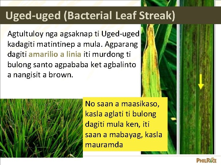 Uged-uged (Bacterial Leaf Streak) Agtultuloy nga agsaknap ti Uged-uged kadagiti matintinep a mula. Agparang