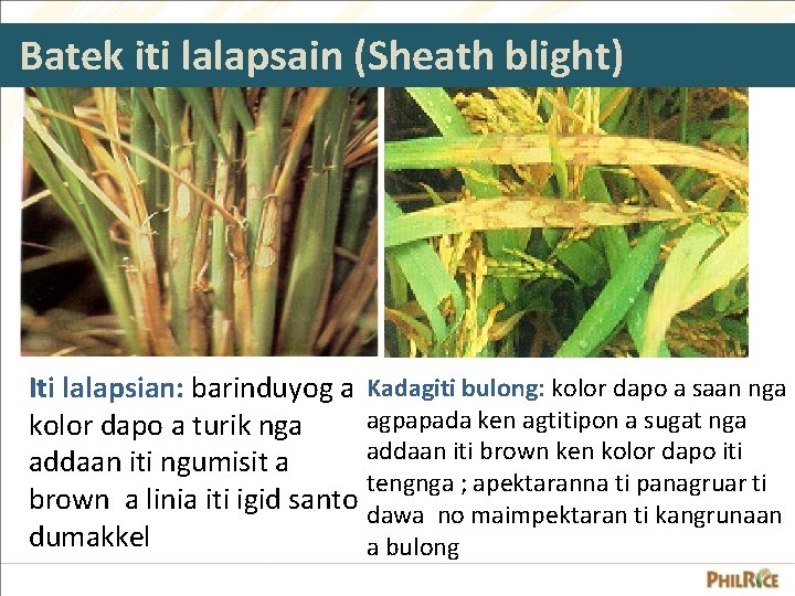 Batek iti lalapsain (Sheath blight) Iti lalapsian: barinduyog a Kadagiti bulong: kolor dapo a