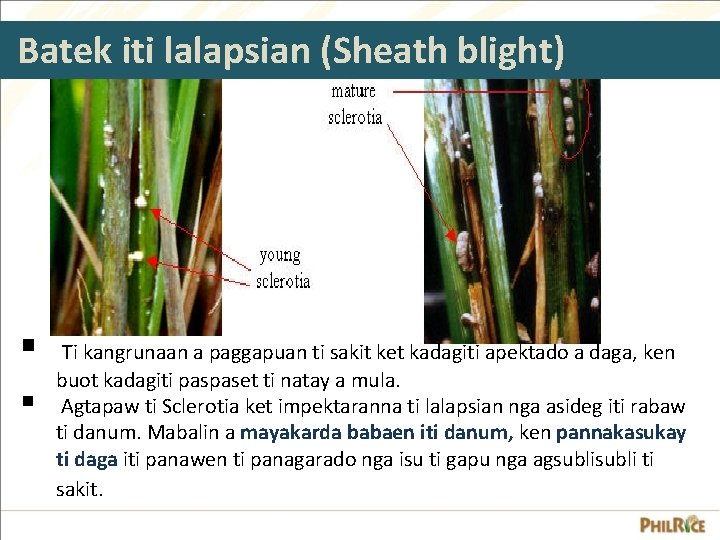 Batek iti lalapsian (Sheath blight) § § Ti kangrunaan a paggapuan ti sakit ket