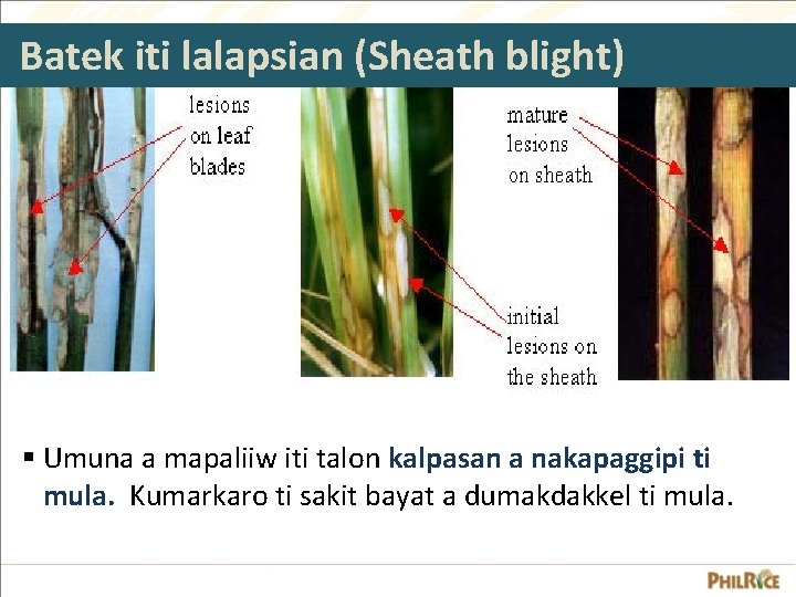 Batek iti lalapsian (Sheath blight) § Umuna a mapaliiw iti talon kalpasan a nakapaggipi