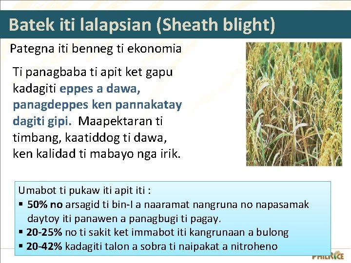 Batek iti lalapsian (Sheath blight) Pategna iti benneg ti ekonomia Ti panagbaba ti apit