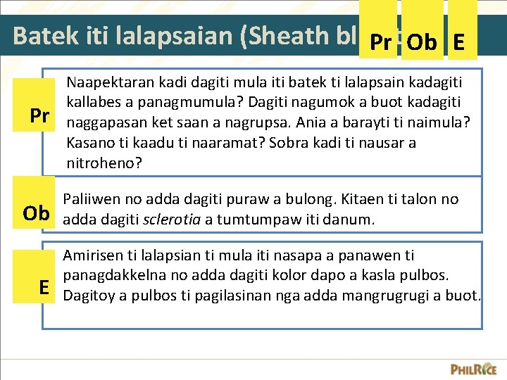 Batek iti lalapsaian (Sheath blight) Pr Ob E Naapektaran kadi dagiti mula iti batek