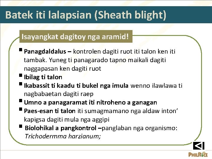 Batek iti lalapsian (Sheath blight) Isayangkat dagitoy nga aramid! § Panagdaldalus – kontrolen dagiti