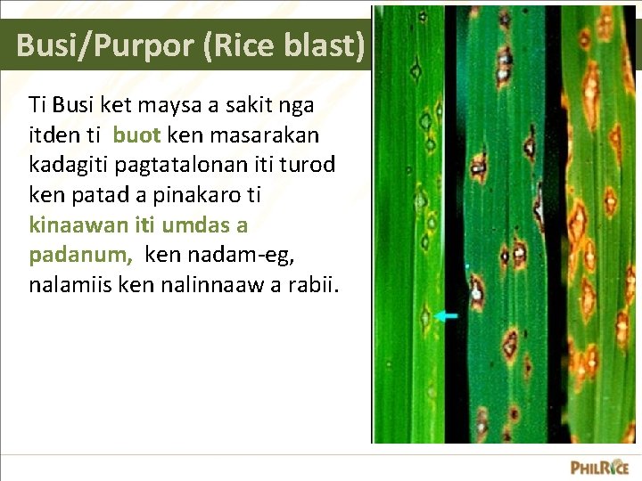 Busi/Purpor (Rice blast) Ti Busi ket maysa a sakit nga itden ti buot ken