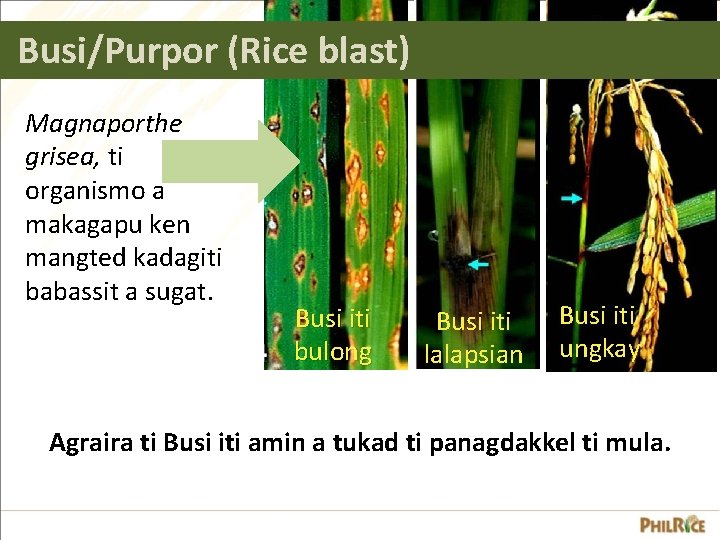 Busi/Purpor (Rice blast) Magnaporthe grisea, ti organismo a makagapu ken mangted kadagiti babassit a