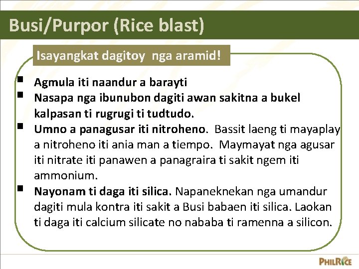 Busi/Purpor (Rice blast) Isayangkat dagitoy nga aramid! § § Agmula iti naandur a barayti