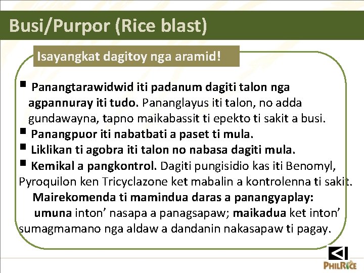 Busi/Purpor (Rice blast) Isayangkat dagitoy nga aramid! § Panangtarawidwid iti padanum dagiti talon nga