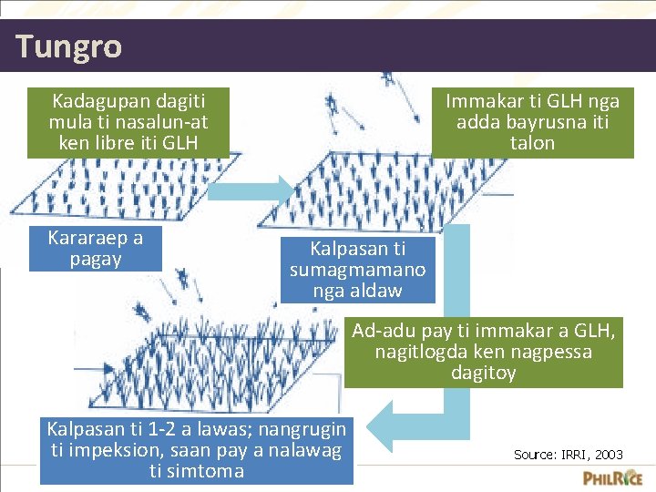 Tungro Immakar ti GLH nga adda bayrusna iti talon Kadagupan dagiti mula ti nasalun-at