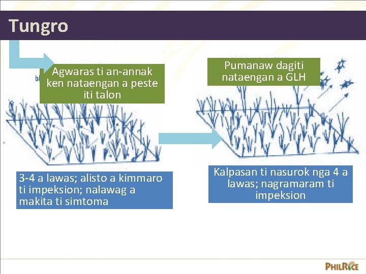 Tungro Agwaras ti an-annak ken nataengan a peste iti talon 3 -4 a lawas;